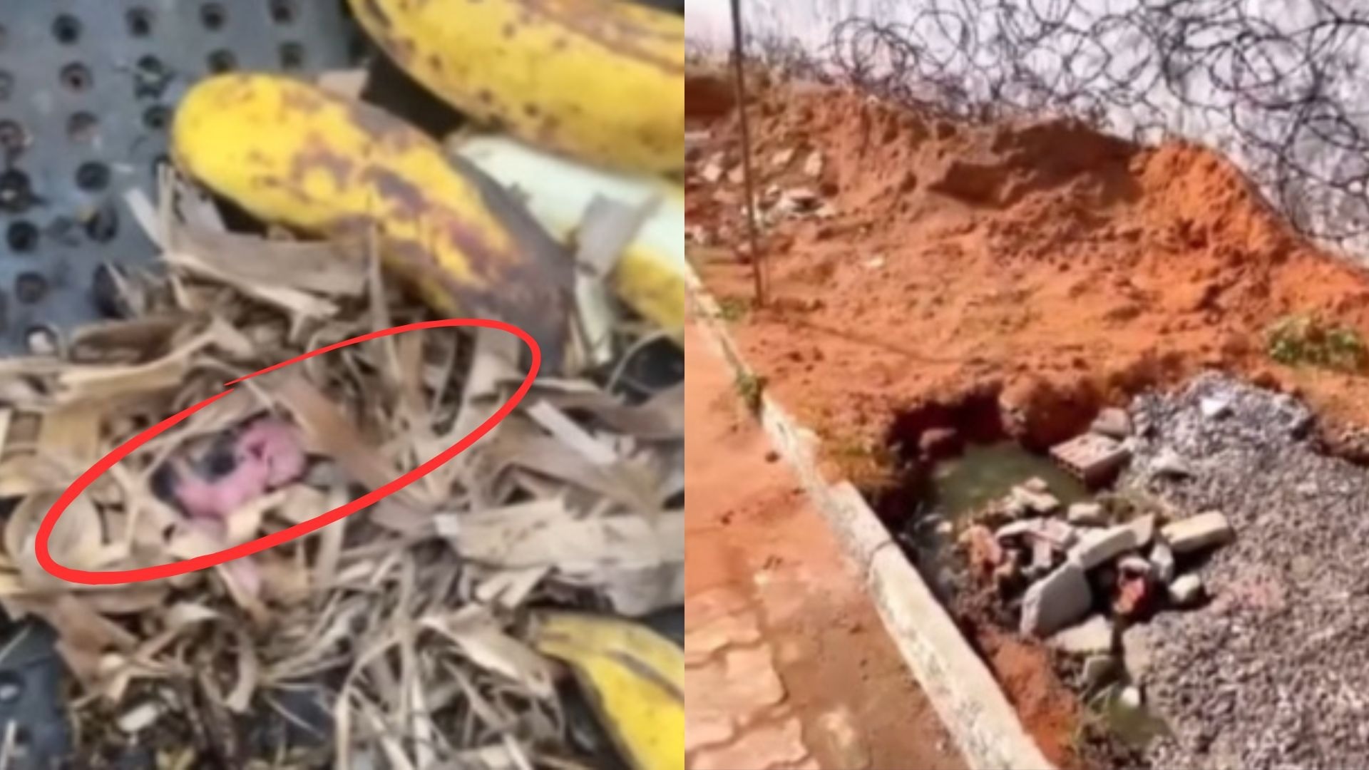 Vídeo: Caos: Policiais flagram ninho de rato em meio a comida do presídio de Alcaçuz