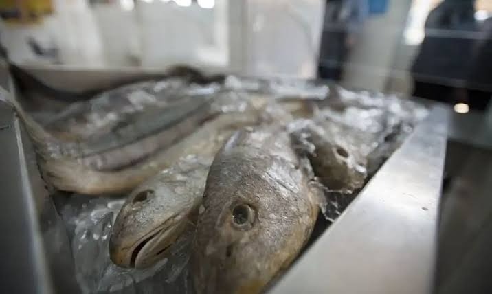 Ciguatera: Secretaria de Saúde de Natal recomenda evitar consumo de peixes ‘sob suspeita’