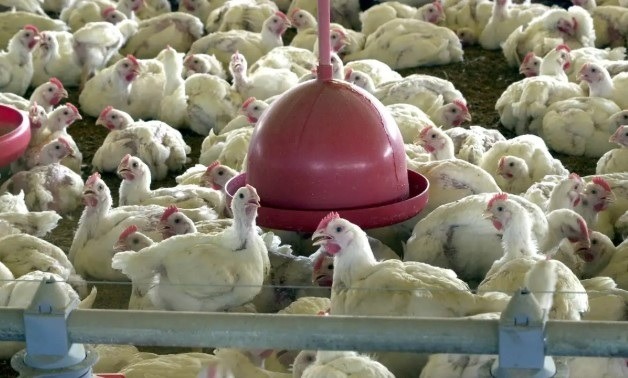 Gripe Aviária: Chile e Uruguai se juntam a Argentina, China e União Europeia e também suspendem compra de frango do...
