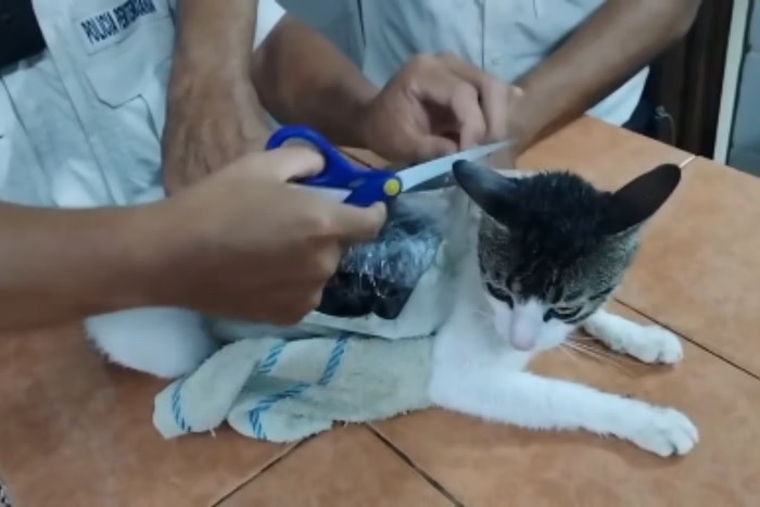 “Narcogato”? Felino é “flagrado” ao entrar com drogas em prisão