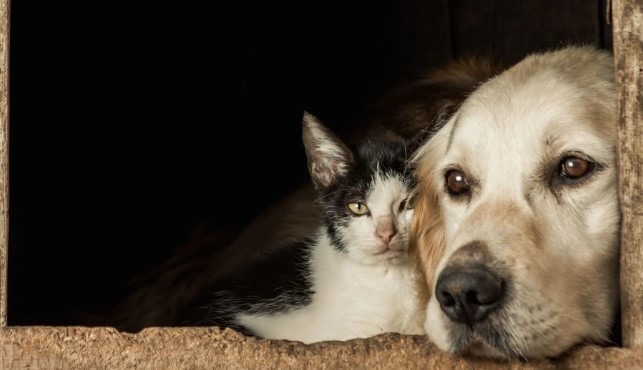Senado aprova projeto que criminaliza tatuagens e piercings em cães e gatos