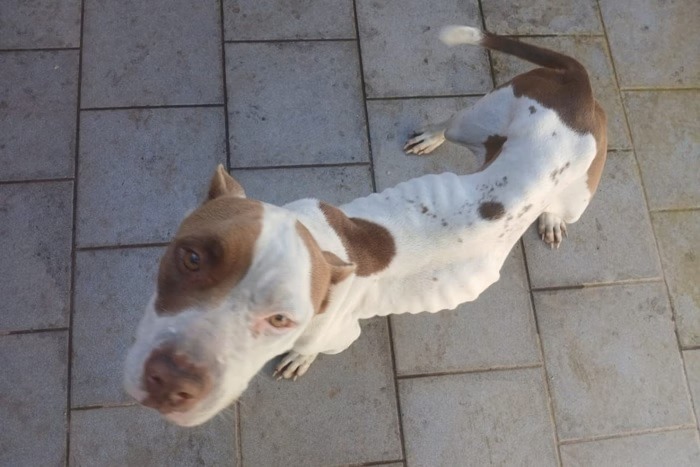 Pit-bull raquítica: mulher alega desemprego para não alimentar cadela