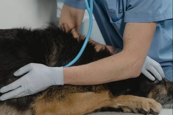 Tutora é condenada a indenizar dono de cachorro atacado por seu pit bull em Natal