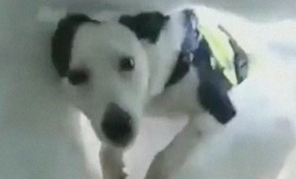 VÍDEO: Homem enterrado na neve registra momento em que cão de resgate o encontra