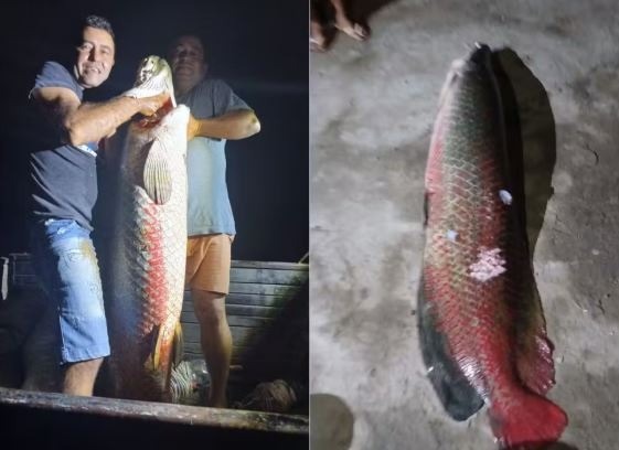 Pescadores capturam peixe gigante de quase 60 quilos em lago no interior do RN