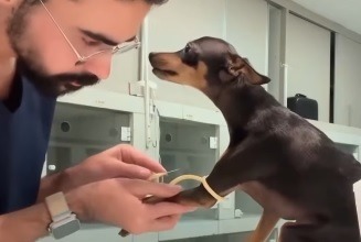 VÍDEO: Veterinário viraliza ao acalmar doguinho antes de medicação: "Não vai doer, prometo"