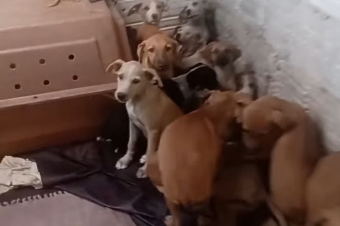 Cinco cães de abrigo morrem durante queima de fogos de São João