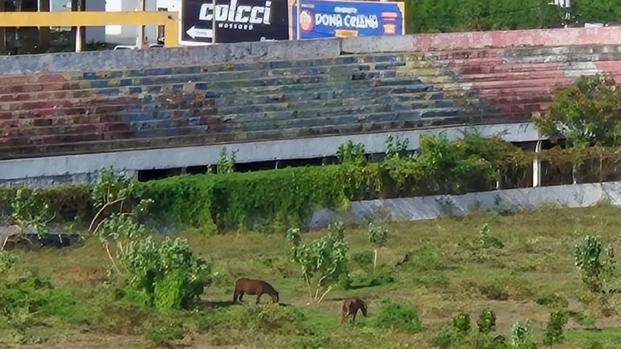 Abandonado, Nogueirão serve de pasto para cavalos