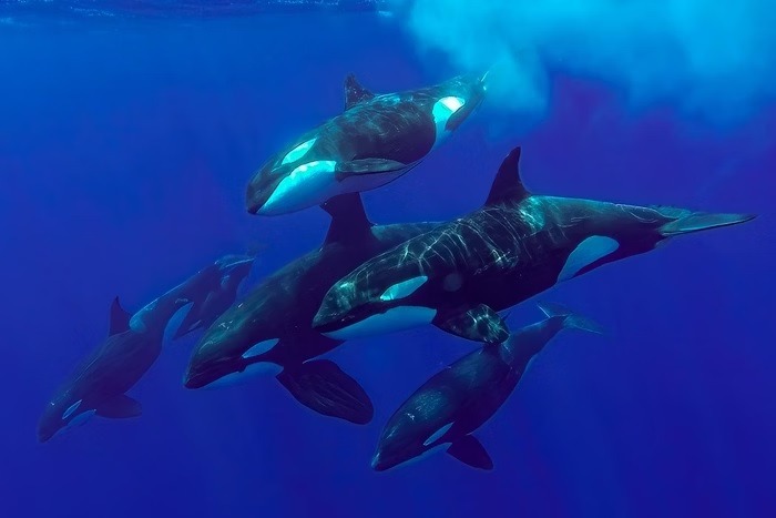 Orcas selvagens são flagradas “se beijando” pela primeira vez
