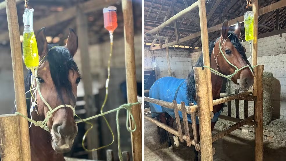 Ração contaminada já matou ao menos 650 cavalos no RN mais 6 estados, dizem criadores