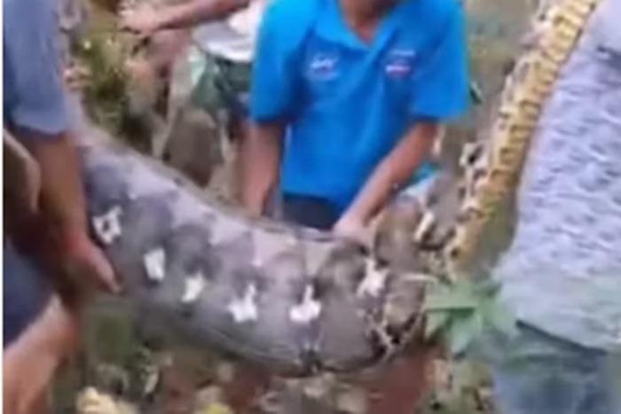 VÍDEO: Homem é engolido inteiro por cobra píton de 8 metros