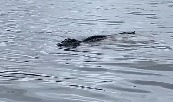 VÍDEO: Jacaré de 5 metros vira "cão de guarda" da Praia da Ponta Negra