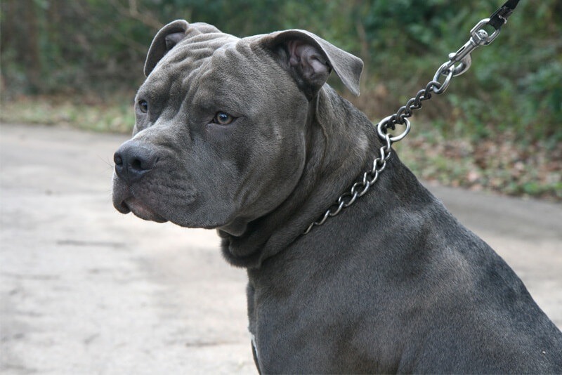 Governo de Santa Catarina proíbe pitbulls e raças derivadas em todo o estado