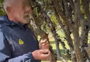 VÍDEO: “Vou levar jabuticaba para você, Trump”, diz Lula em postagem de Janja