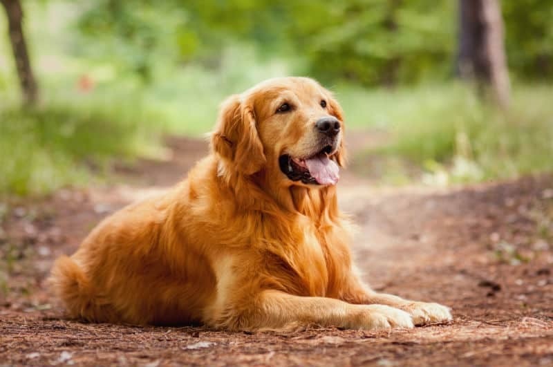 Morador aciona vizinho na Justiça por latidos de cães