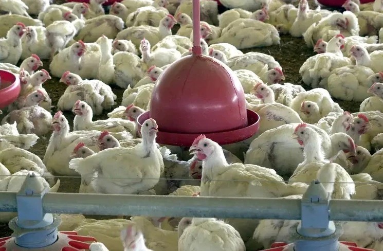 Gripe aviária chega ao Ceará e acende alerta para possível avanço ao RN