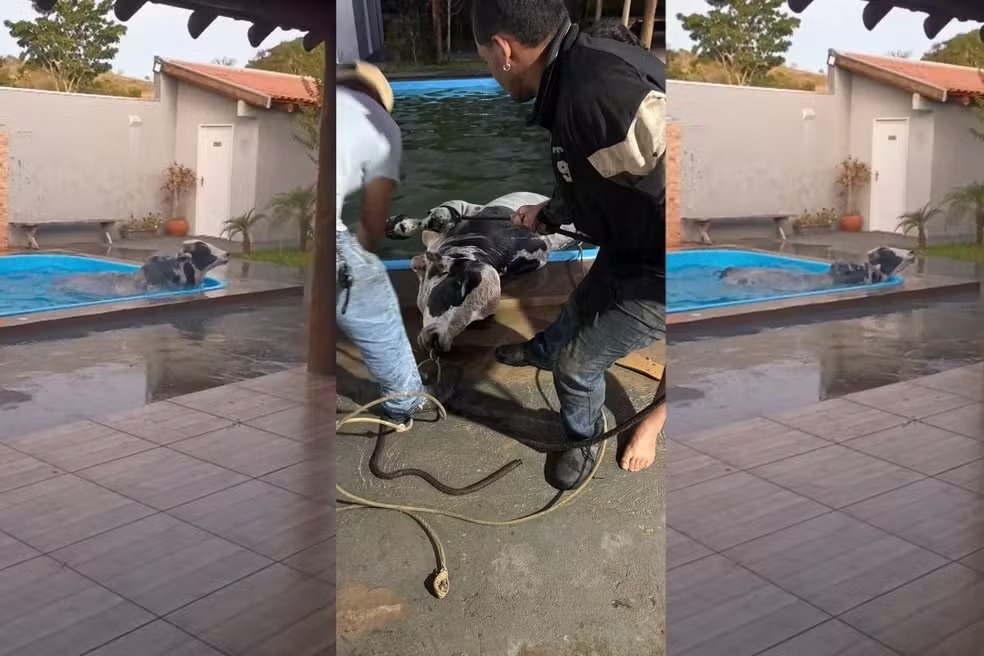 Touro cai em piscina ao invadir casa e mobiliza operação de resgate