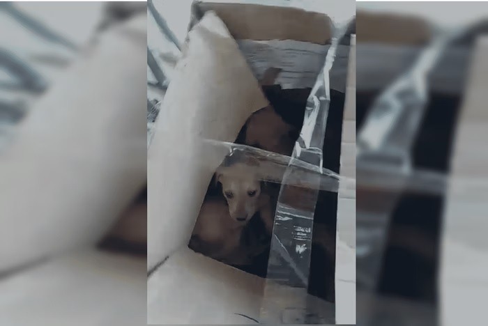 VÍDEO: Casal é indiciado por abandono de filhotes de cachorros