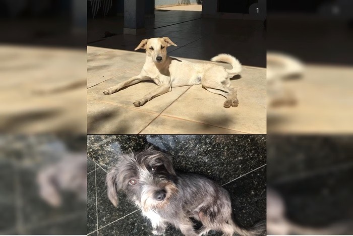 Homem abandona cadelas na rua e mente para a ex dizendo que doou pets