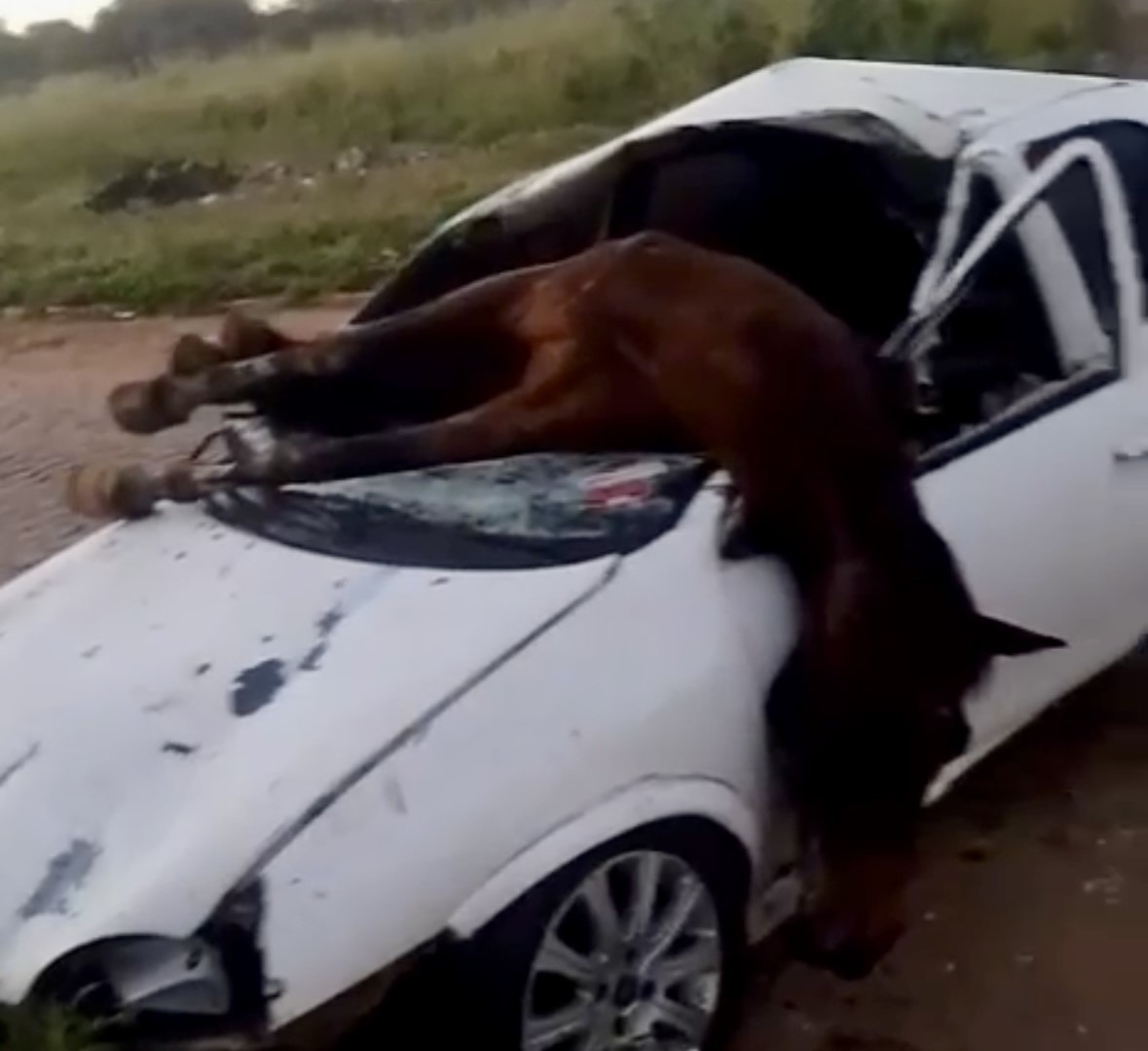 Motorista fica ferido após bater em cavalo solto na BR-406, em Ceará-Mirim