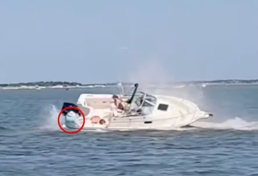 VÍDEO: Mulher é jogada ao mar após baleia atingir barco 