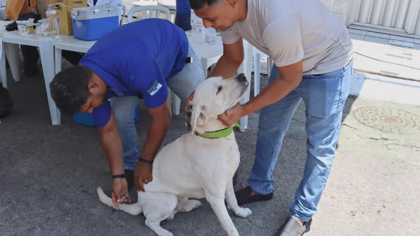 Vacinação antirrábica segue em Natal neste sábado; veja onde vacinar