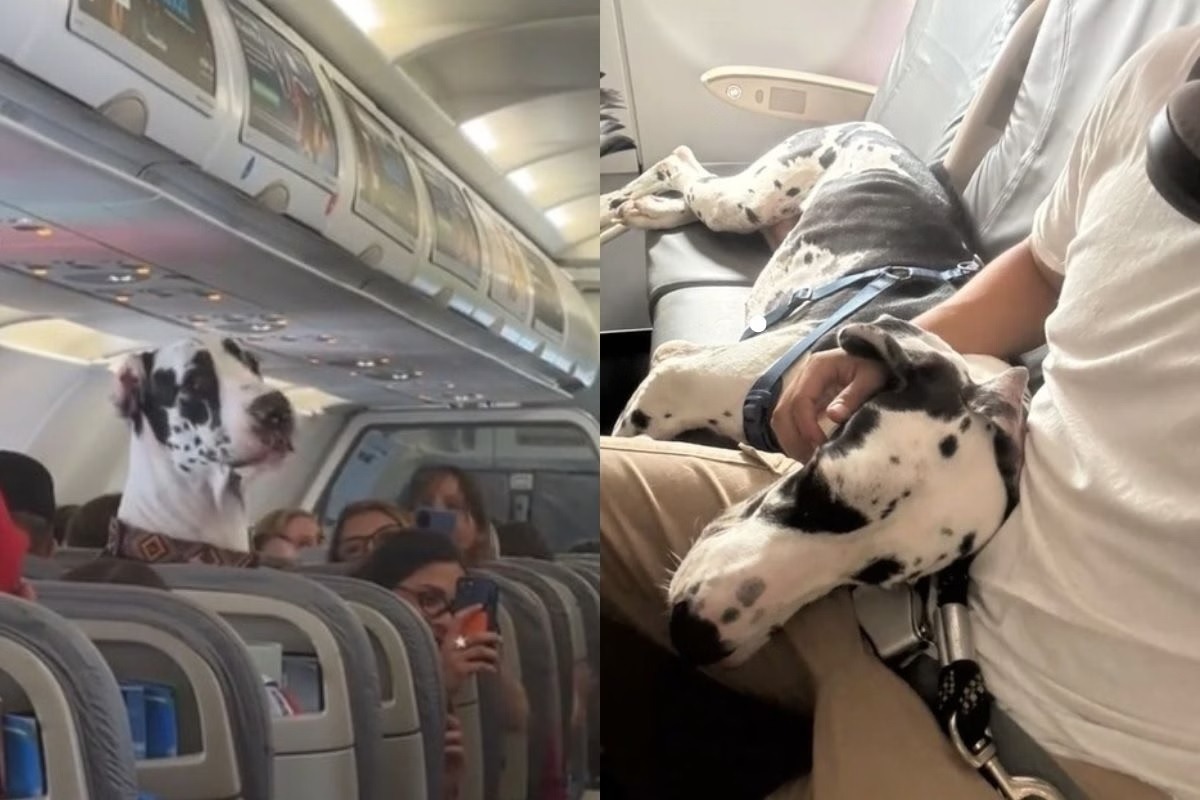 Dogue alemão viaja ao lado de tutor em avião e cena impressiona