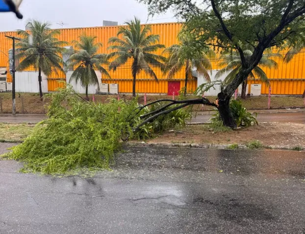 Chuvas causam queda de árvores, alagamentos e trânsito lento em Natal