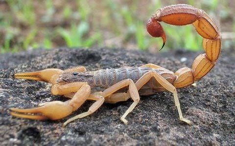 Plantas naturais ajudam a afastar escorpiões no RN