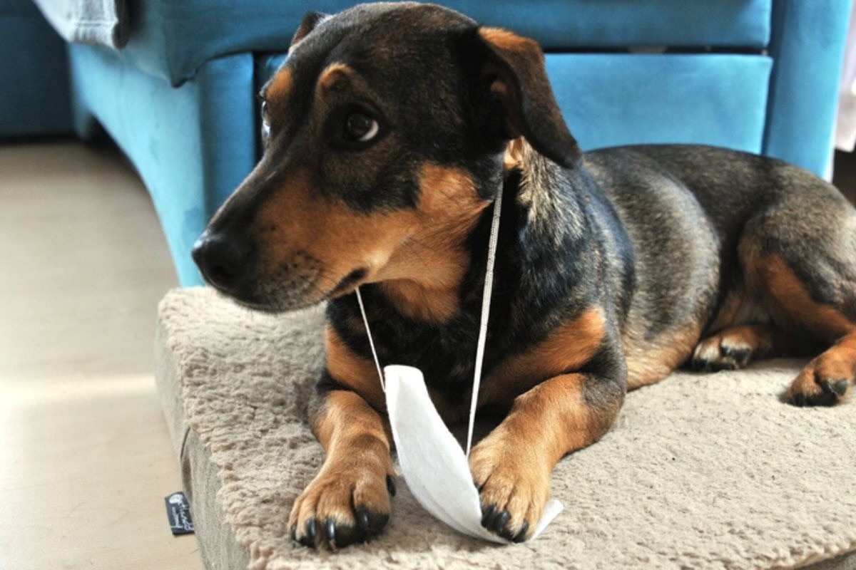 Gripe em cães: principais sinais, formas de contágio e prevenção