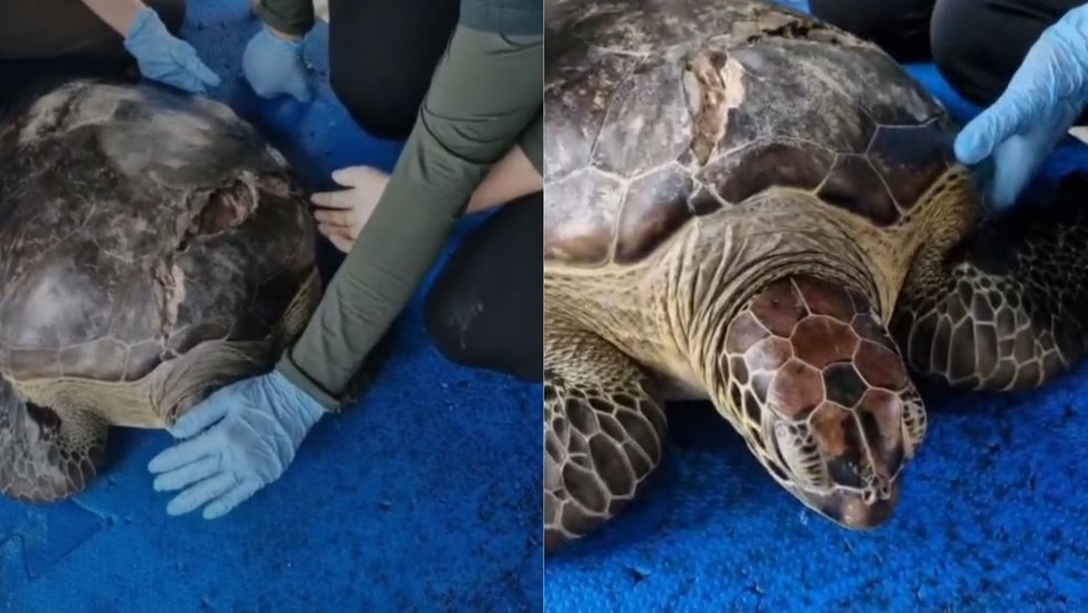 Tartaruga atingida por embarcação em Fernando de Noronha é trazida de avião para tratamento no RN