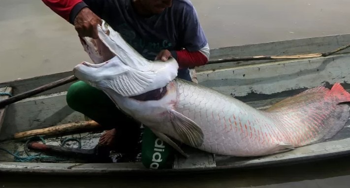 TCU aponta que 49 mil recebem seguro para pescador em cidades sem produção de peixe