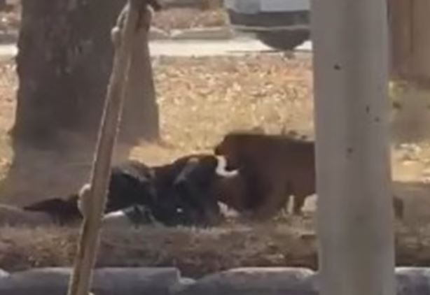 [VÍDEO] Mulher é atacada por seis cães de rua