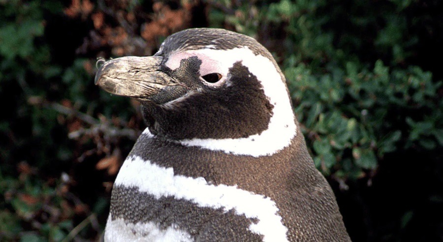 Mais de 700 pinguins são encontrados mortos no litoral de São Paulo