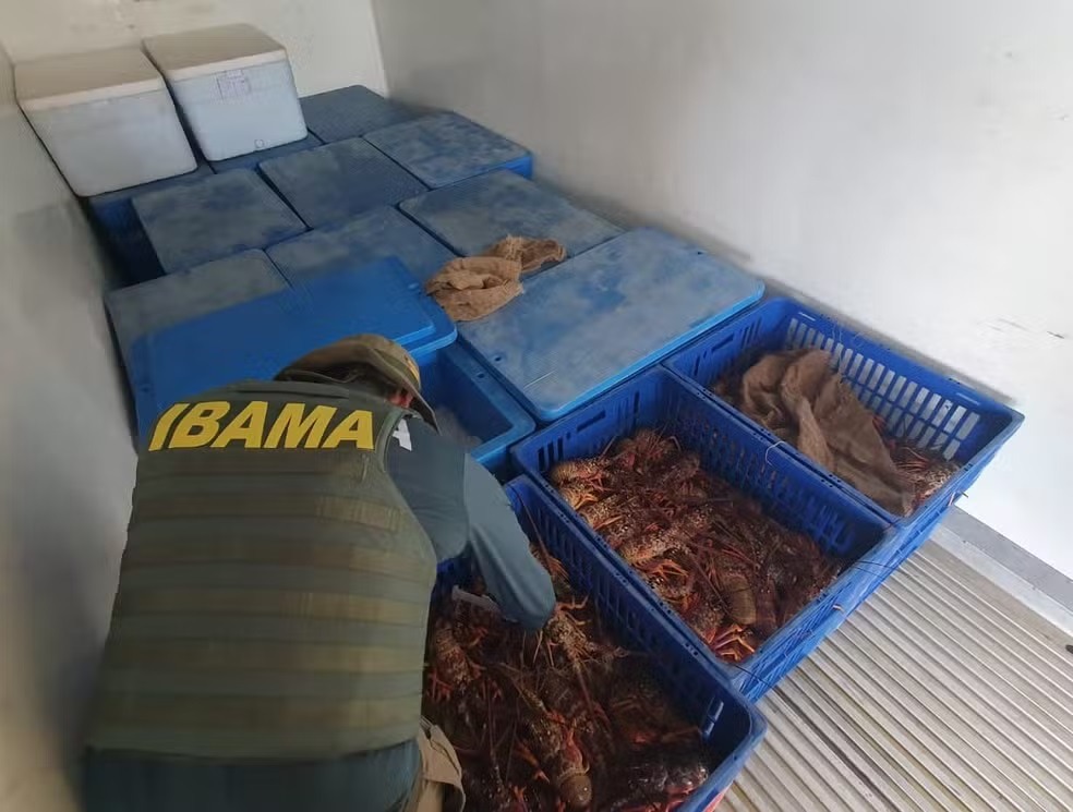 Carga ilegal de mais de 600 kg de lagosta que saiu do RN é apreendida na PB