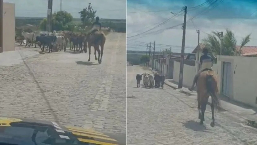 Criança de 11 anos é resgatada em rodovia por exploração de trabalho infantil em Ceará-Mirim