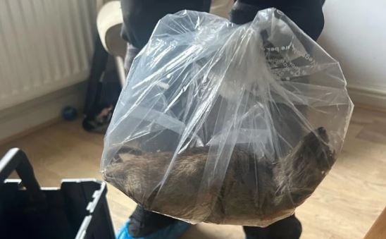 Ratos mutantes? População sofrem com roedores gigantes após verão escaldante