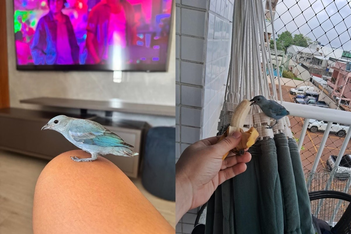 VÍDEO: Passarinho “invade” apartamentos, é descoberto e vira xodó de vizinhos