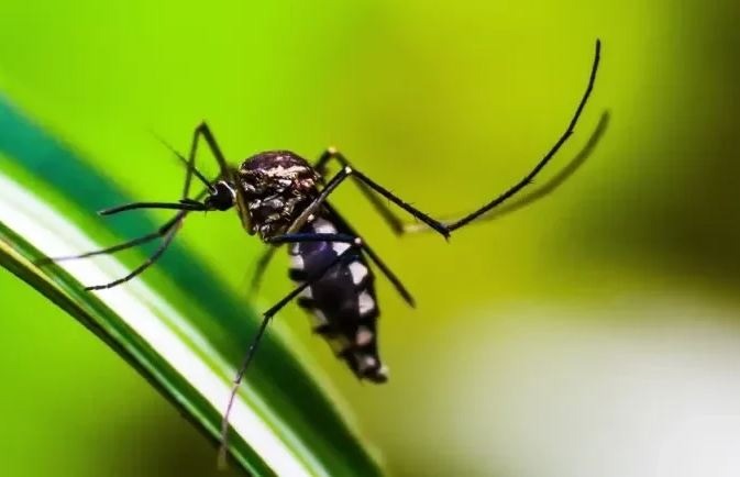 Brasil ultrapassa marca de 1,6 mil mortes por dengue em 2025