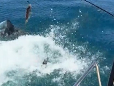 Susto: homem dá de cara com tubarão ao pular no mar; assista