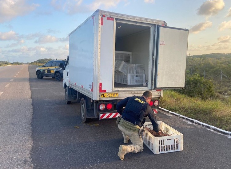 PF apreende 80 kg de lagosta transportada de forma irregular no litoral do RN
