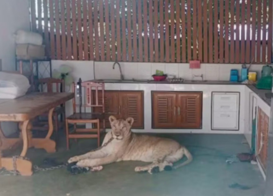 Leão criado como animal de estimação ataca menino após escapar de casa