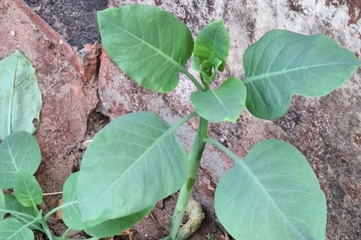 Falsa couve: 4 pessoas estão em estado grave após comer planta tóxica