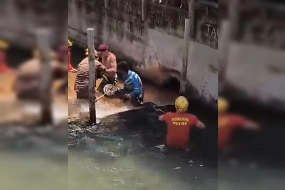 VÍDEO: Sucuri gigante é encontrada em hotel