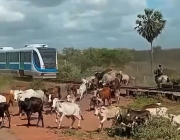 VÍDEO: Trem atropela animais na Grande Natal