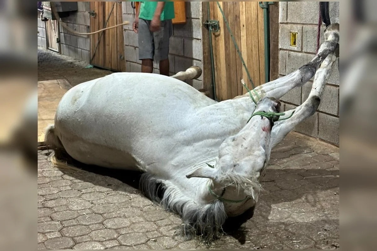 Égua morre eletrocutada em haras; tutora denuncia negligência