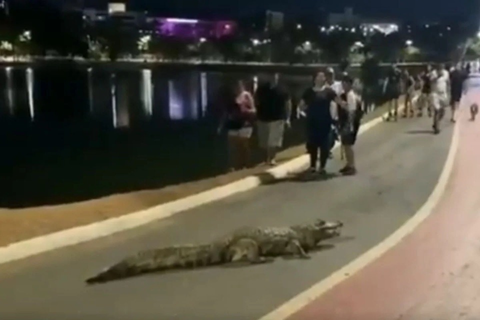 VÍDEO: jacaré sai de lagoa para passear e bloqueia ciclovia; ASSISTA