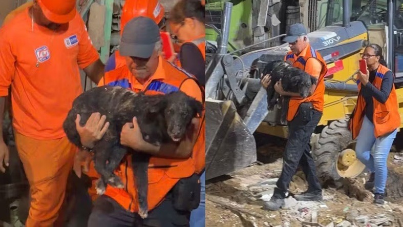 Cachorro é retirado de escombros mais de 35 horas após explosão que deixou dois mortos em Olinda