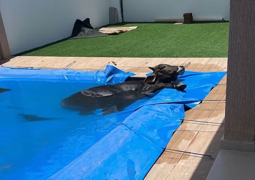 Boi é encontrado dentro de piscina em casa no interior do RN
