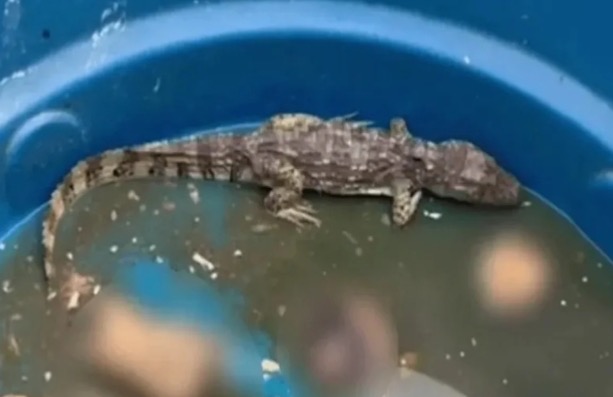 No Rio, Comando Vermelho coloca jacaré para torturar e engolir corpos de rivais